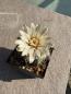 Preview: Gymnocalycium spec.